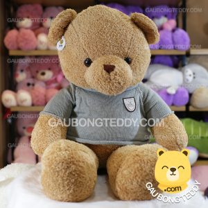 Gấu Teddy lông chỉ vàng Gấu Teddy lông chỉ vàng